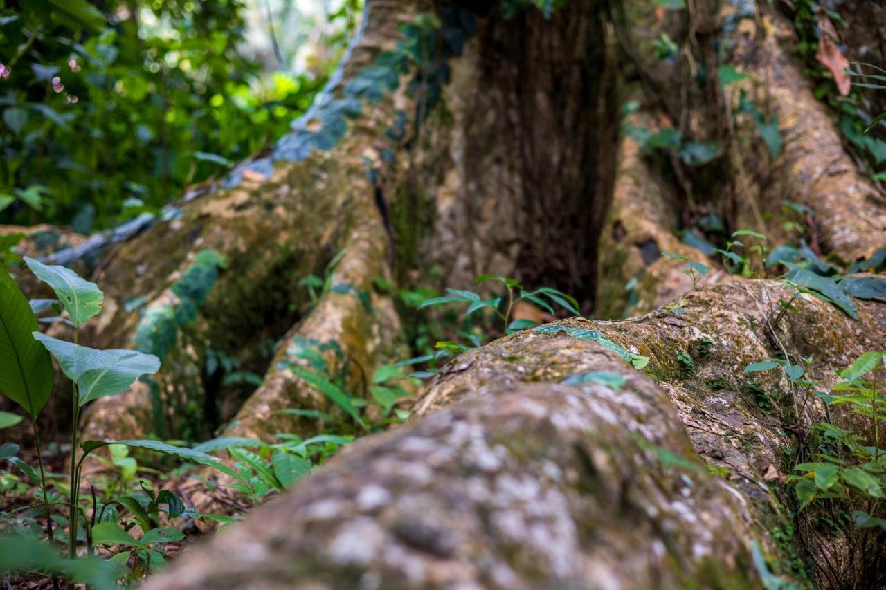 Namuwoki Lodge Puerto Viejo de Talamanca Ngoại thất bức ảnh
